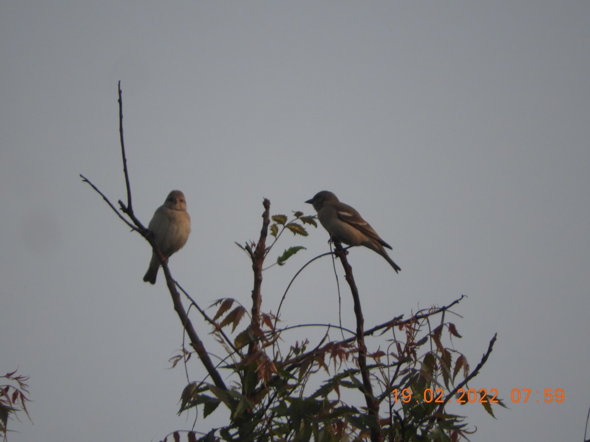 Yellow-throated Sparrow - Manjeet Kaur Bal
