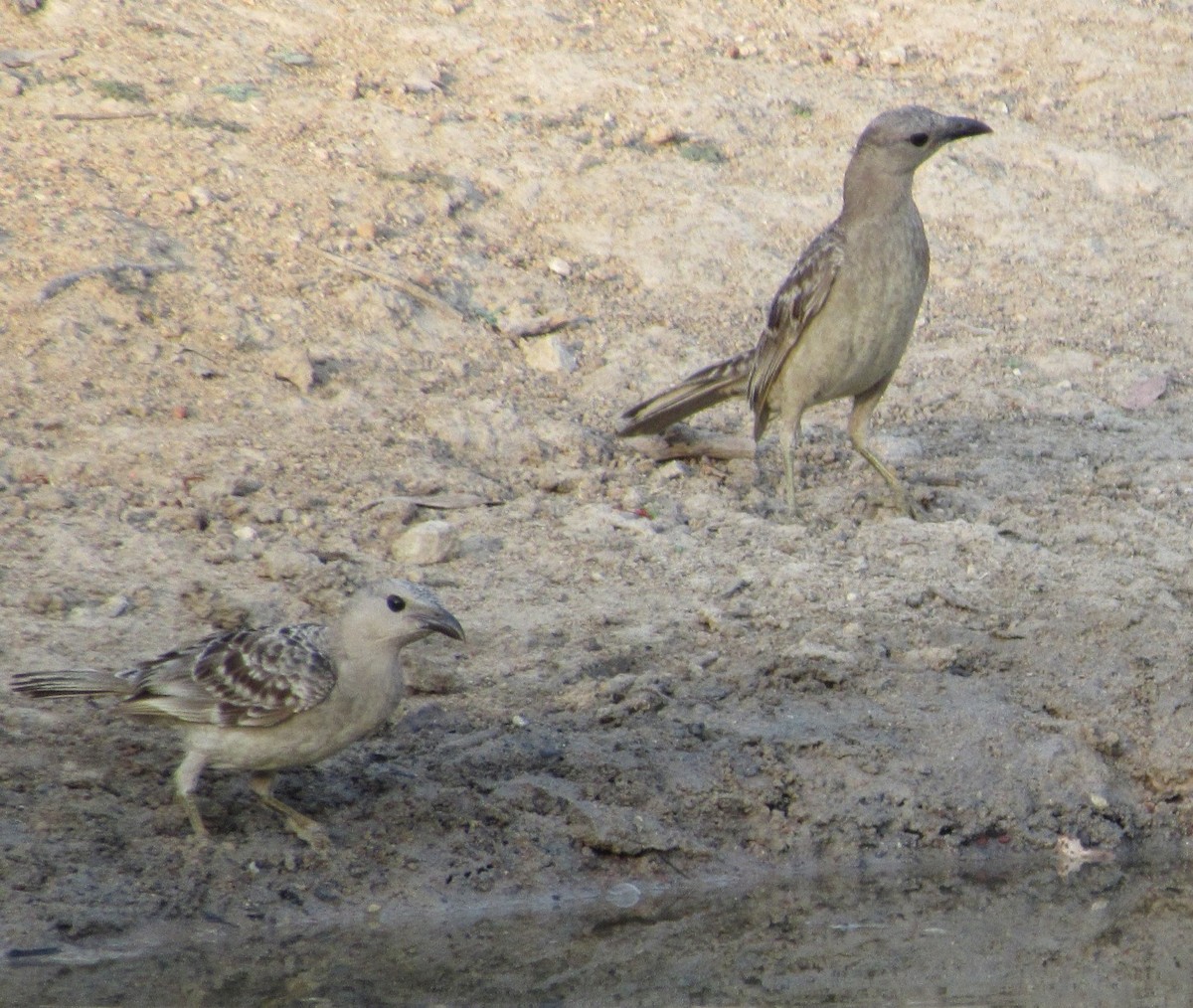 Great Bowerbird - ML41748041