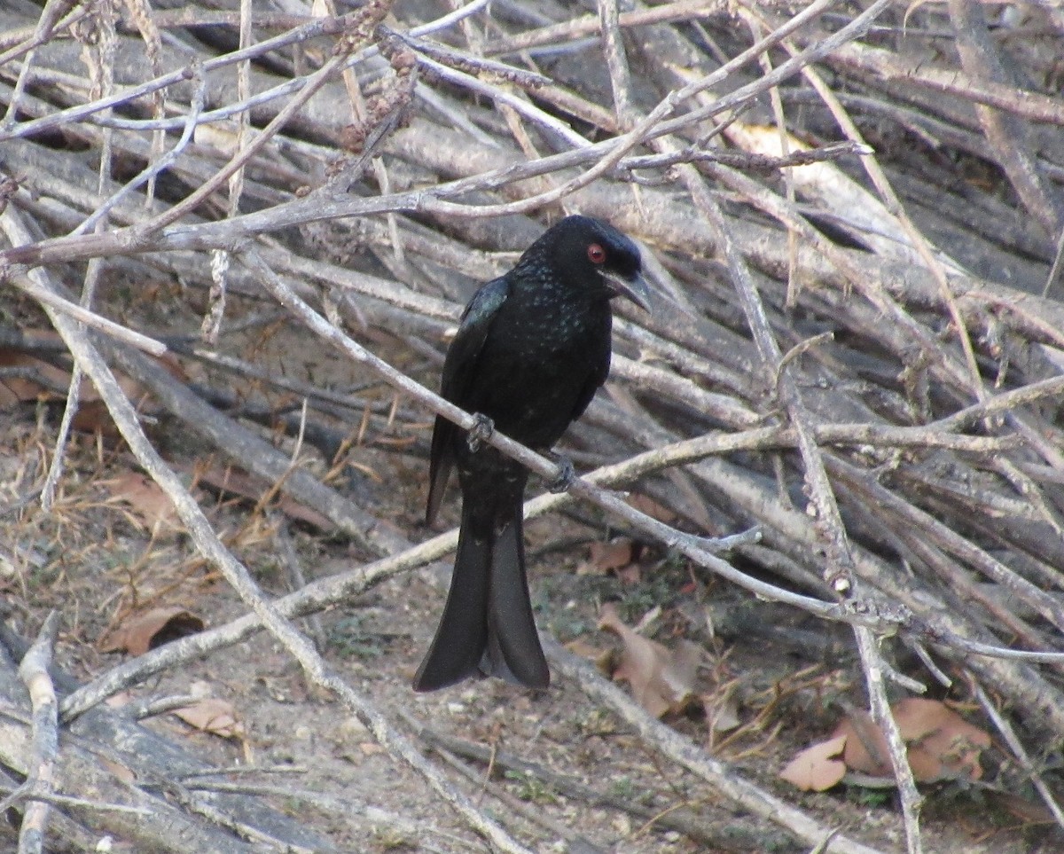 Yıldızlı Drongo - ML41748171