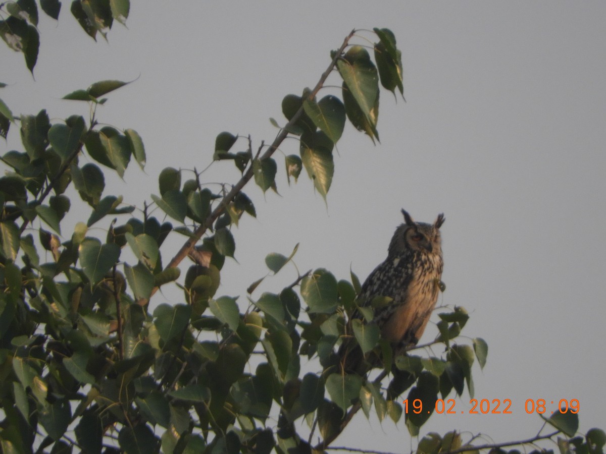 Rock Eagle-Owl - Manjeet Kaur Bal