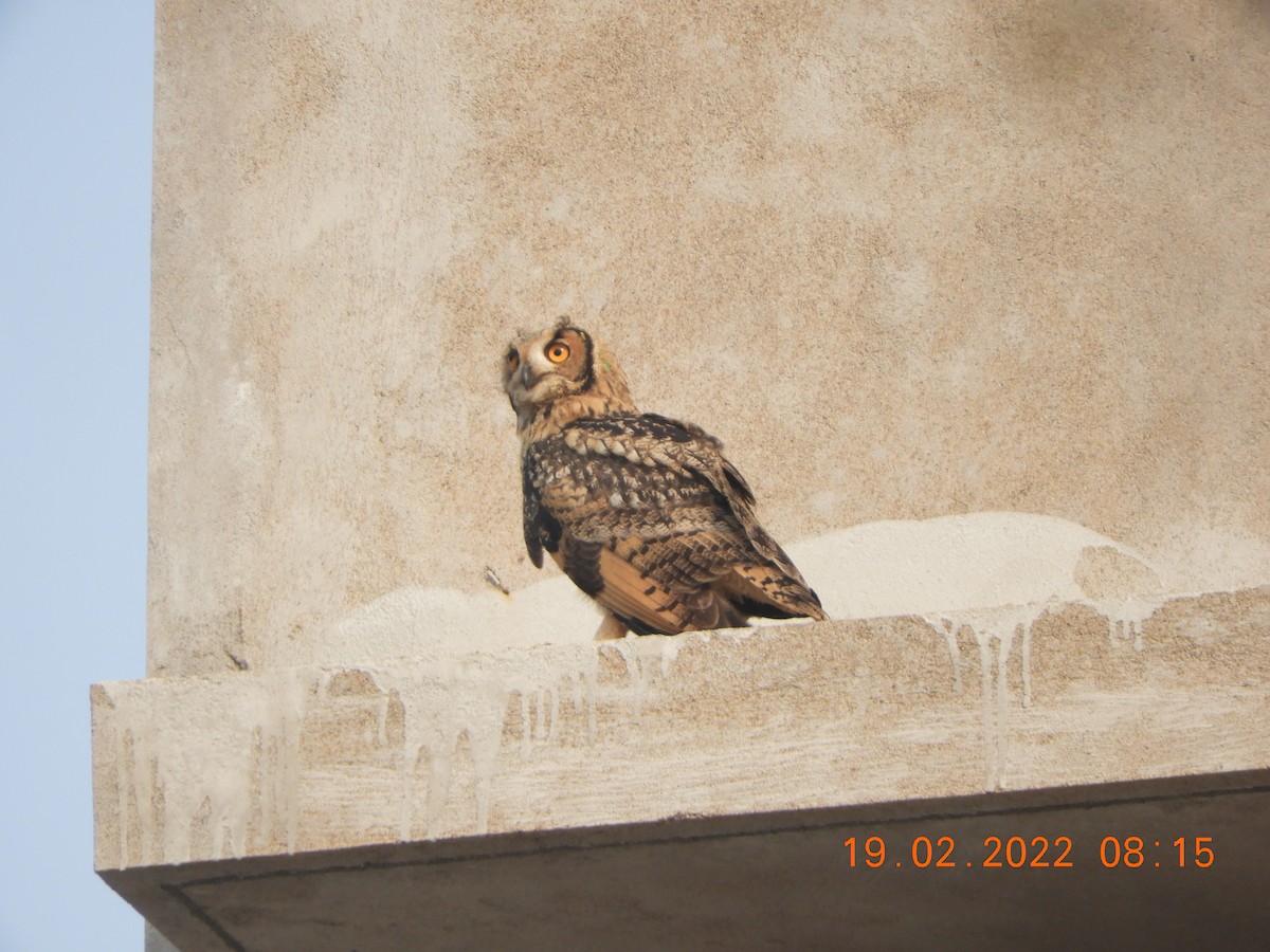 Rock Eagle-Owl - Manjeet Kaur Bal