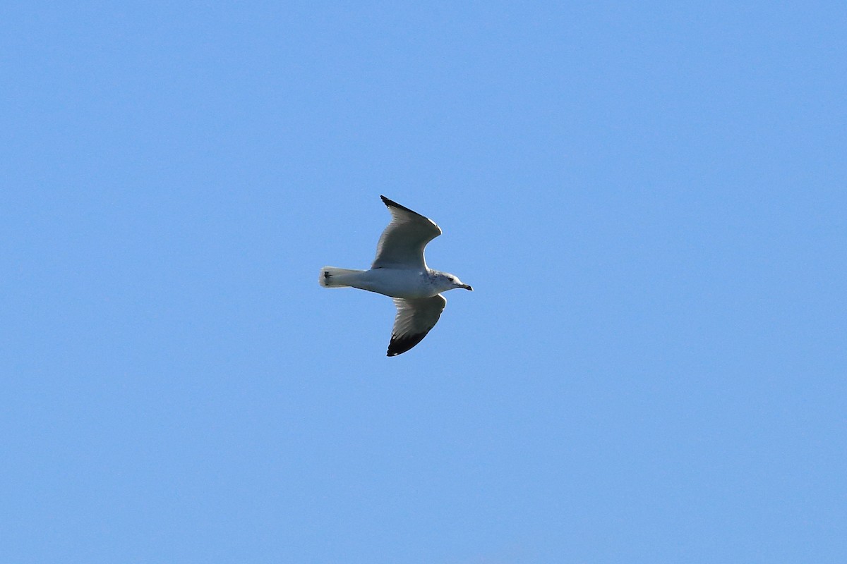 Ring-billed Gull - West Chester  Bird Club