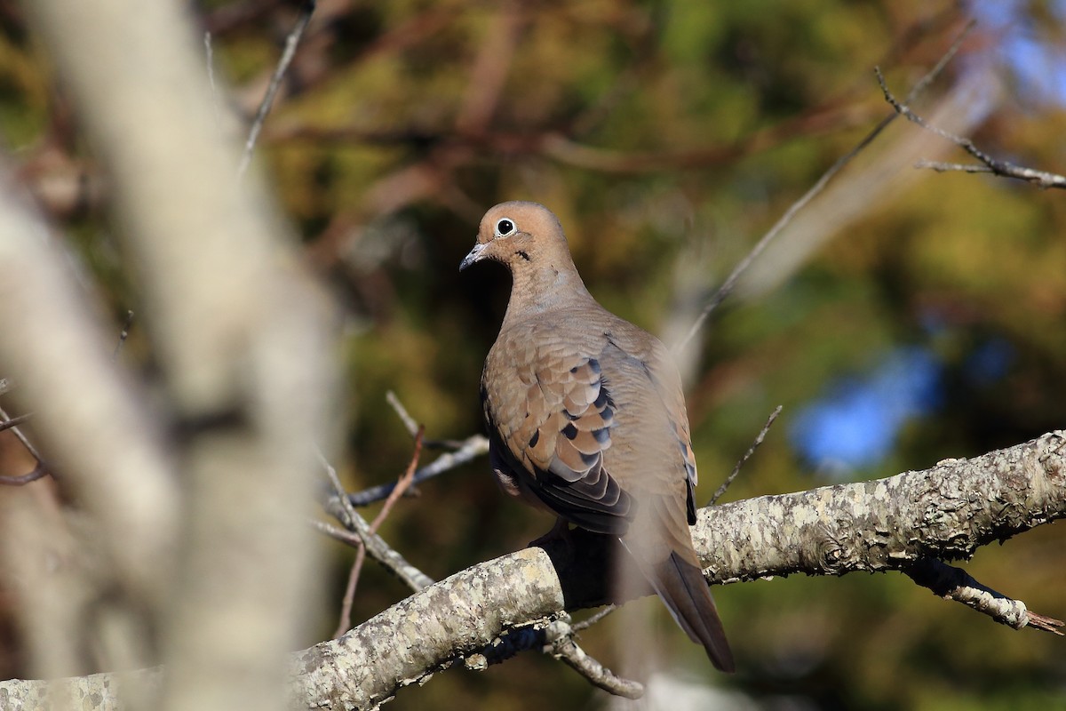 Mourning Dove - ML41748411