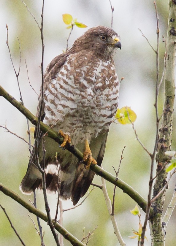 Broad-winged Hawk - ML417484261