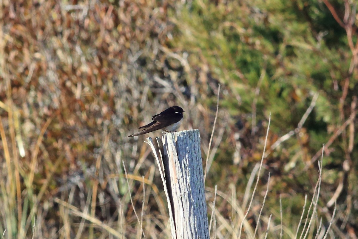 Golondrina Común - ML41748491