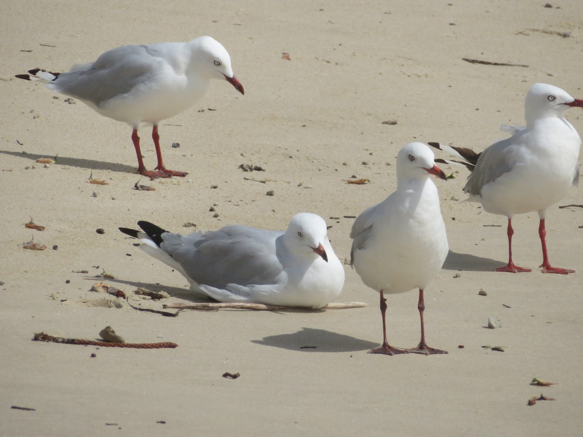 Gaviota Plateada - ML417485251