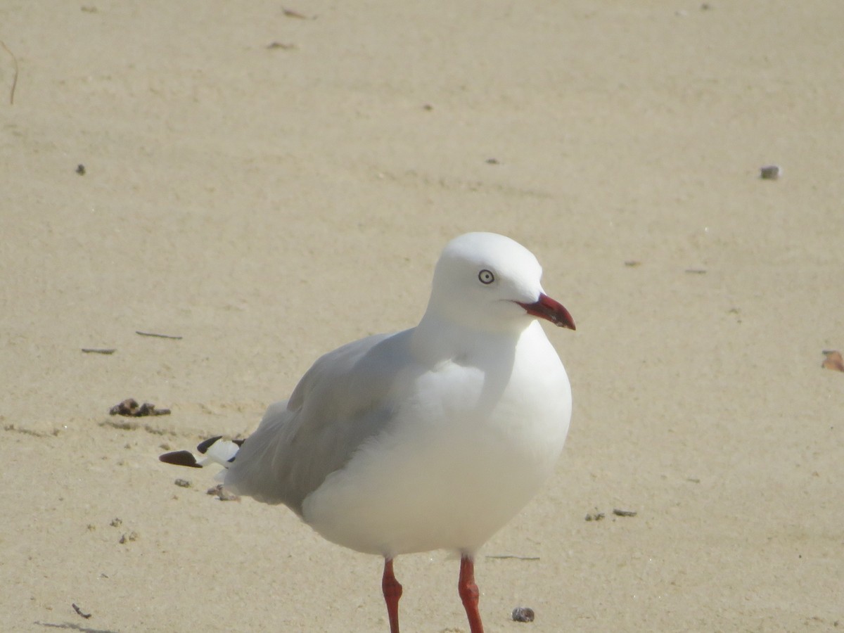 Silver Gull - DJ ML