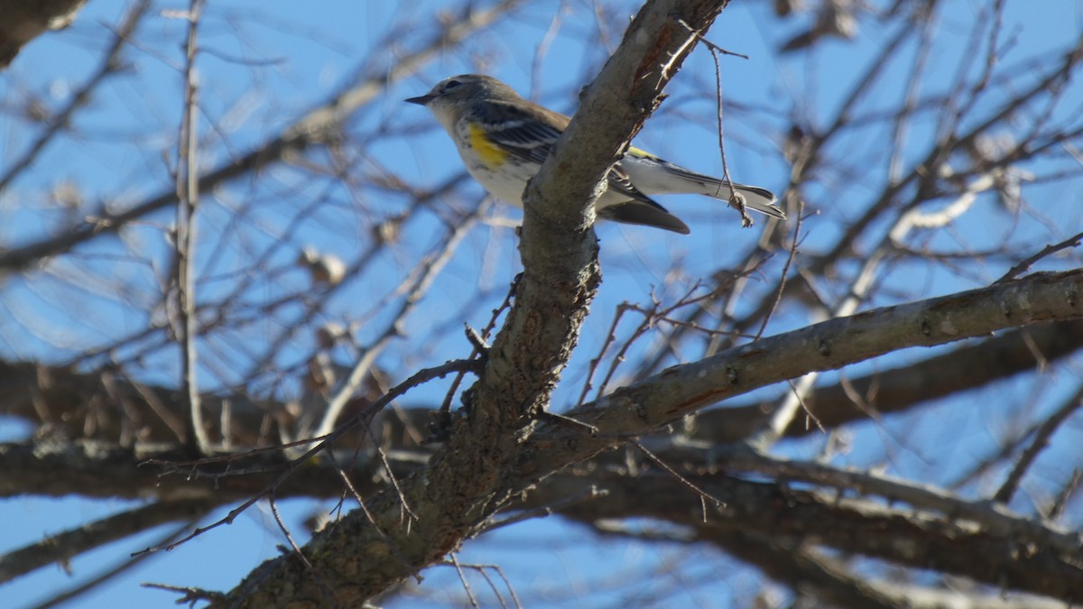Yellow-rumped Warbler - ML417486201