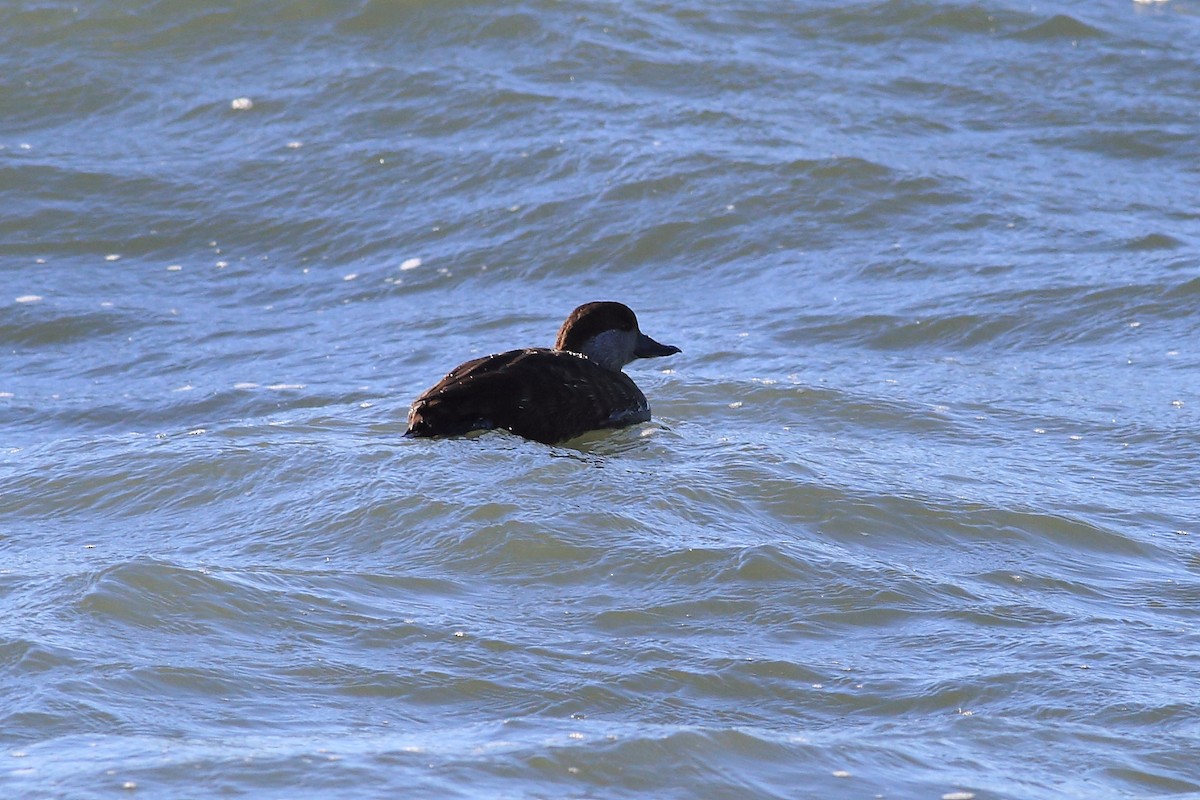 Black Scoter - West Chester  Bird Club