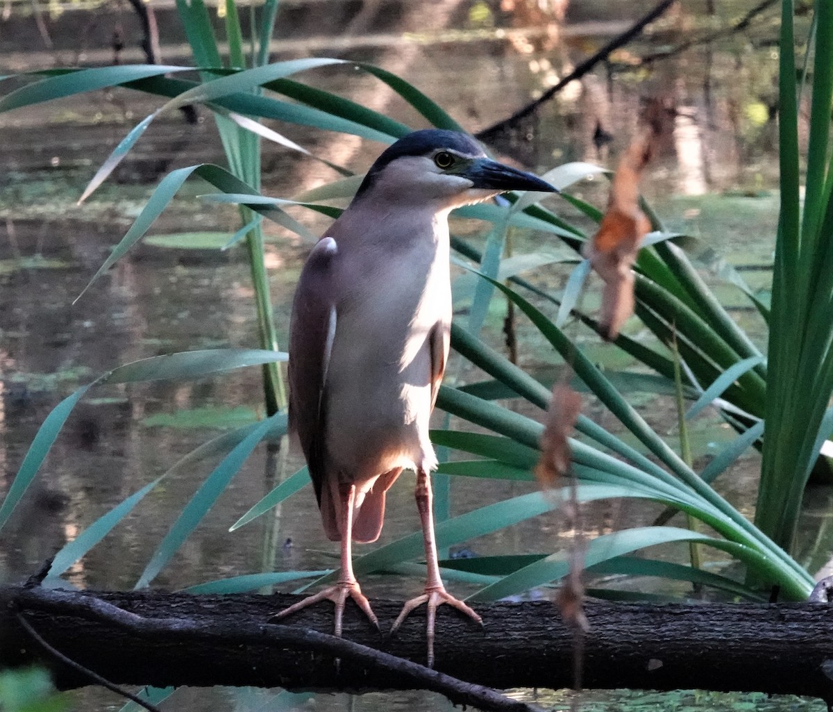 Nankeen Night Heron - ML417490861