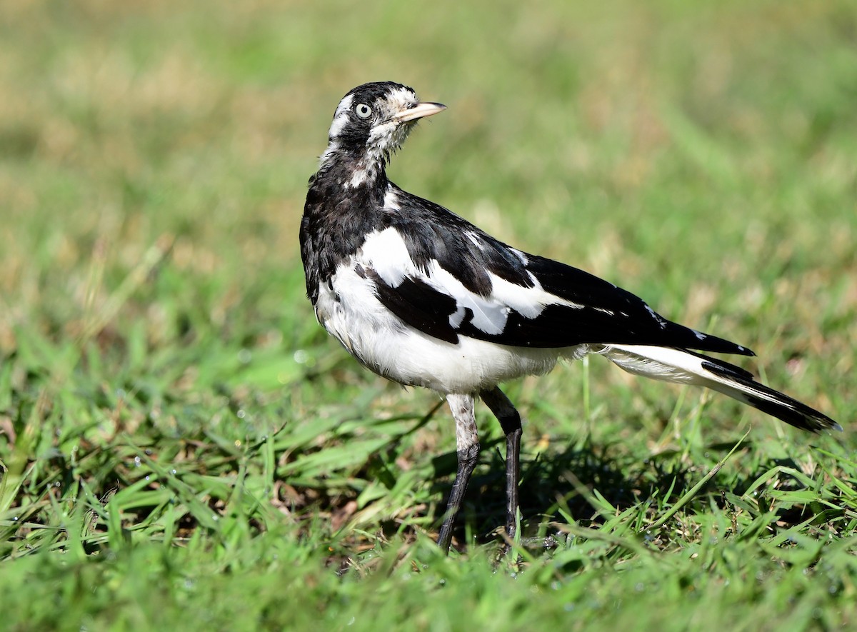 Magpie-lark - ML417490891