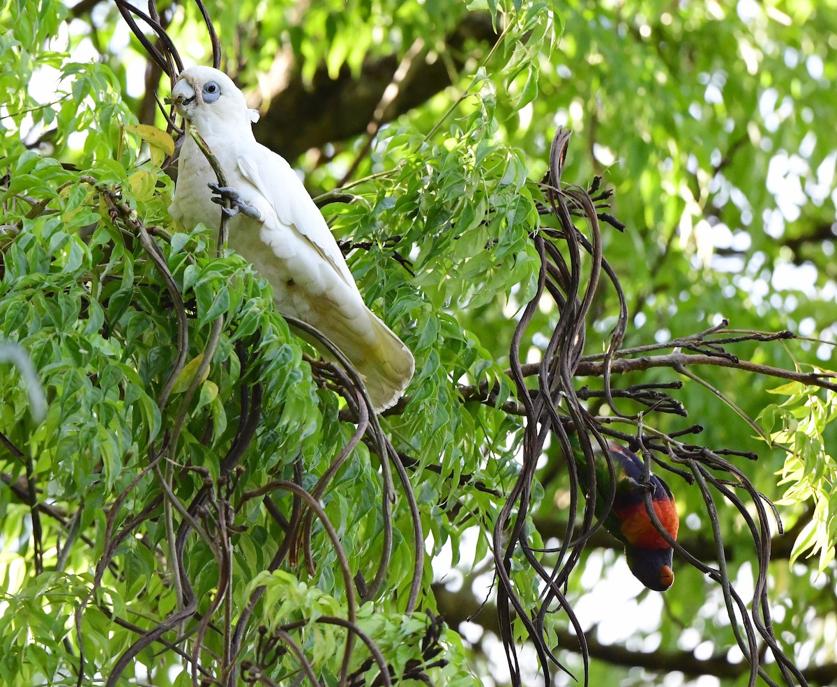 Little Corella - ML417490901