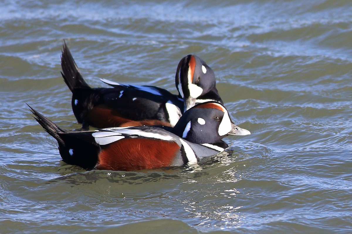 Harlequin Duck - West Chester  Bird Club