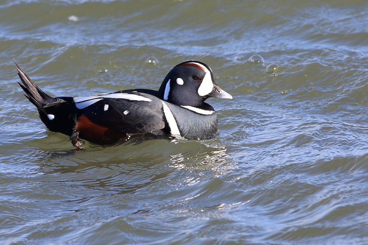 Harlequin Duck - West Chester  Bird Club