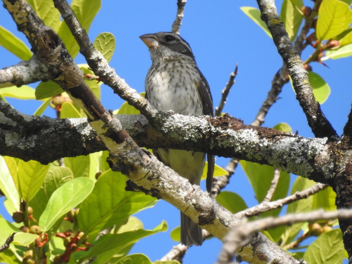 Rose-breasted Grosbeak - Daniel Garrigues