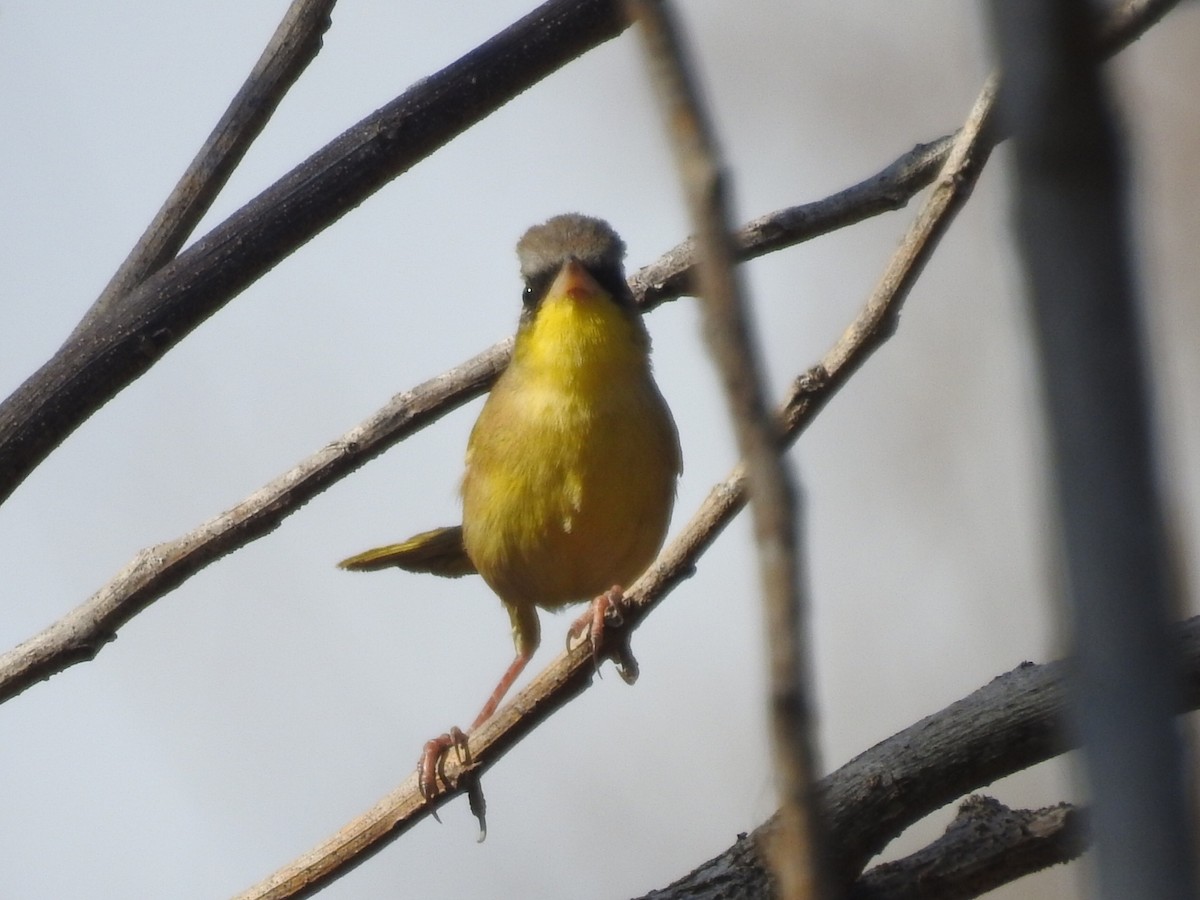 Gray-crowned Yellowthroat - Daniel Garrigues