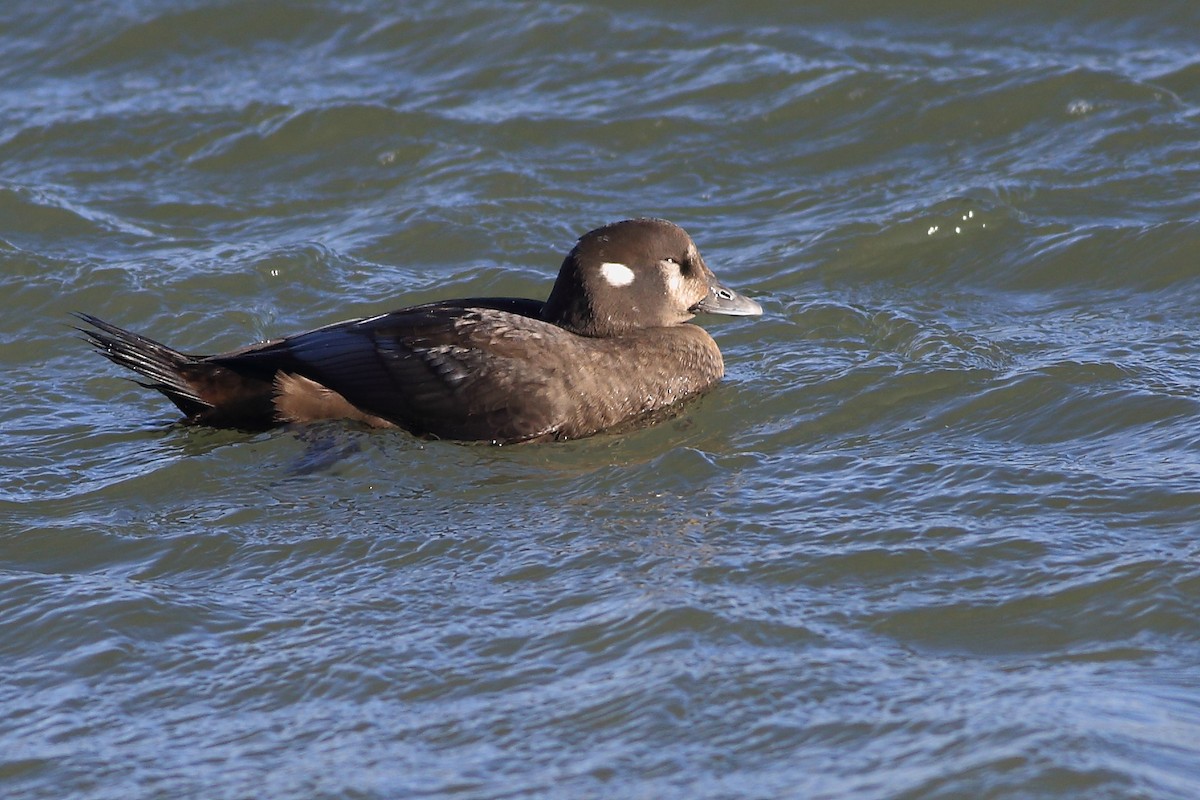 Harlequin Duck - West Chester  Bird Club