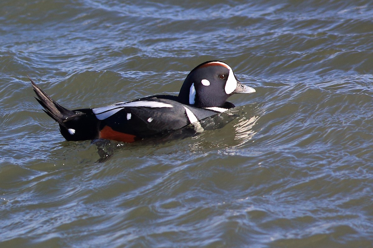 Harlequin Duck - West Chester  Bird Club