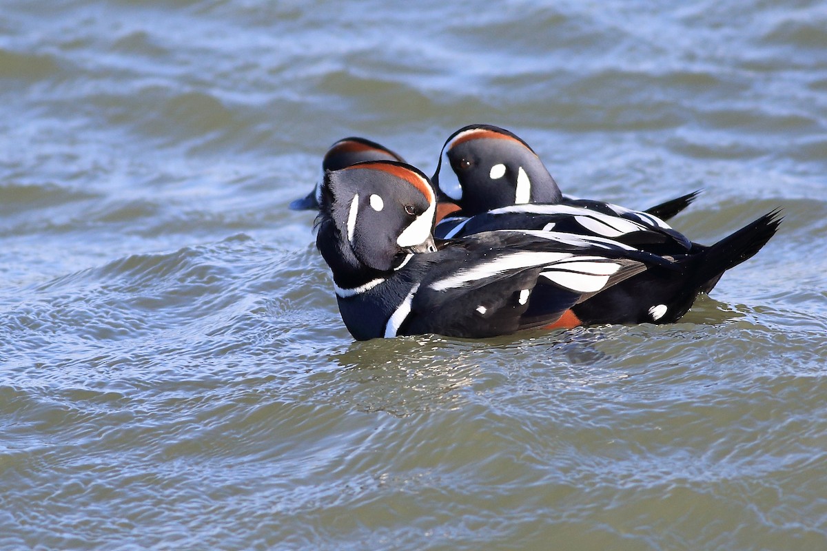 Harlequin Duck - West Chester  Bird Club