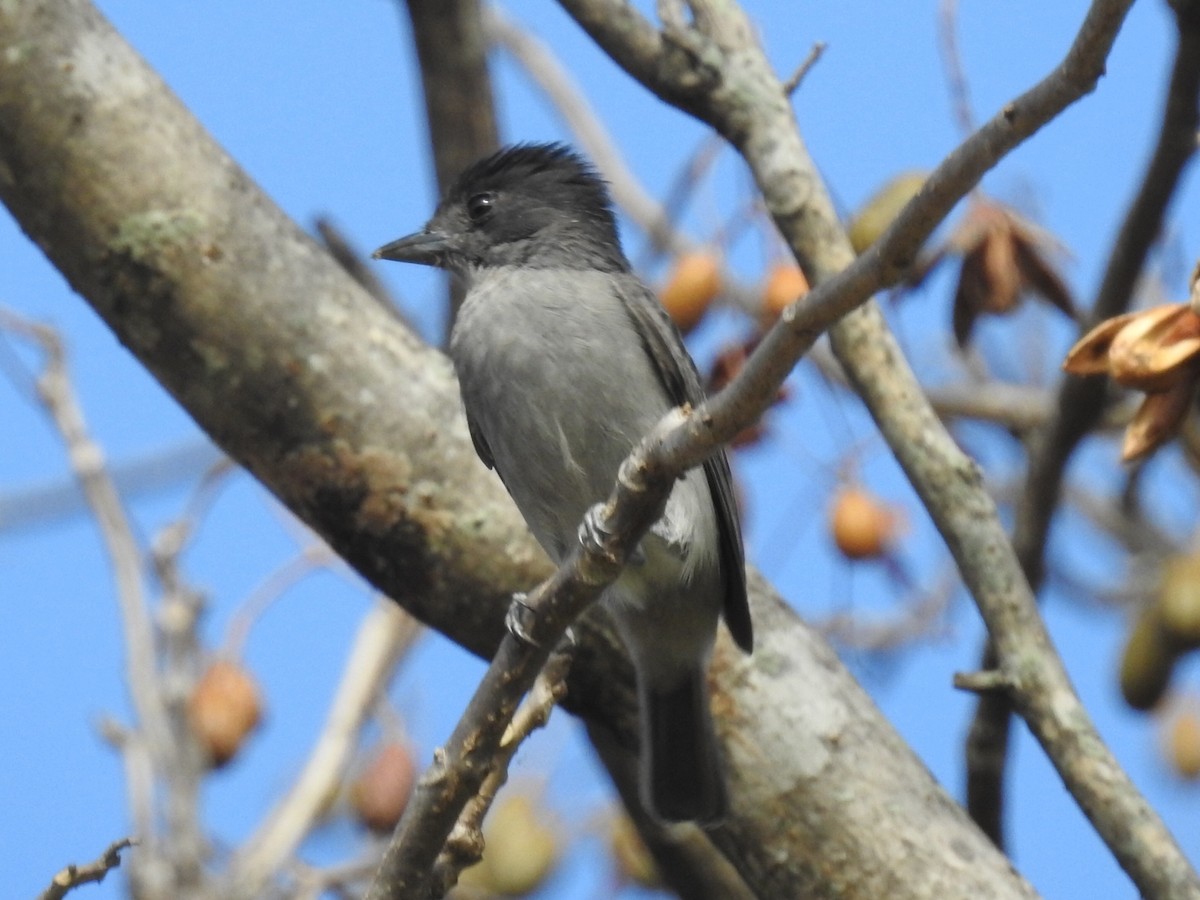 Rose-throated Becard - ML417494601