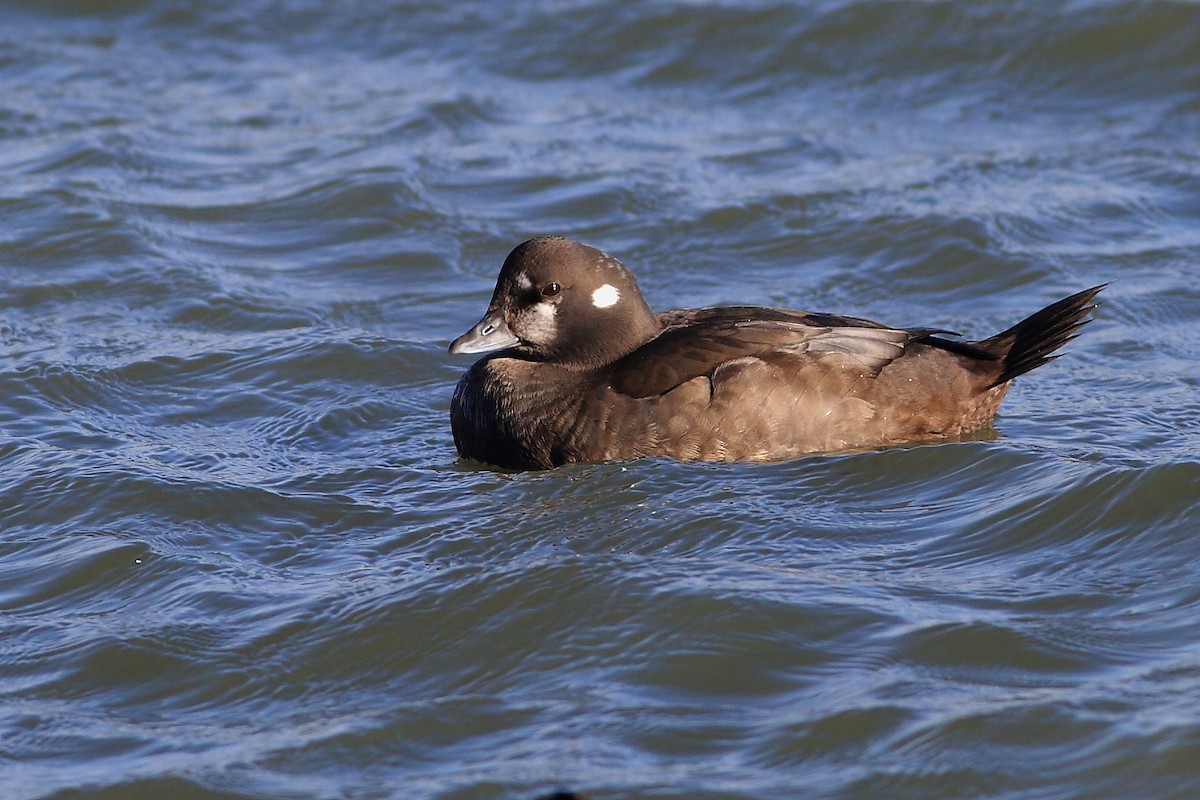 Harlequin Duck - West Chester  Bird Club