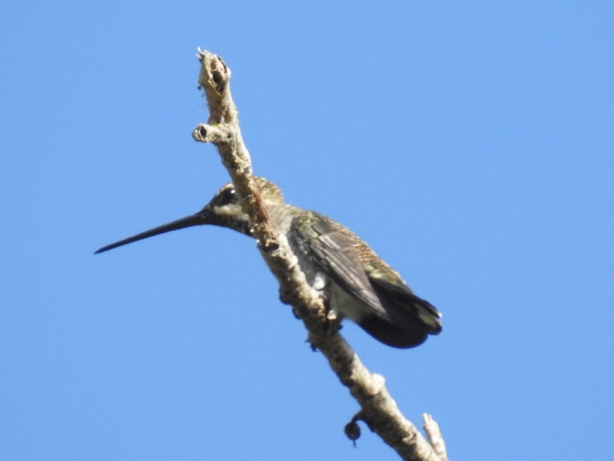 Plain-capped Starthroat - Daniel Garrigues