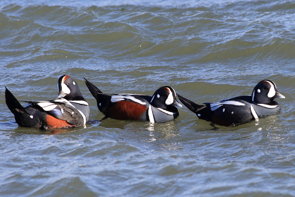 Harlequin Duck - West Chester  Bird Club