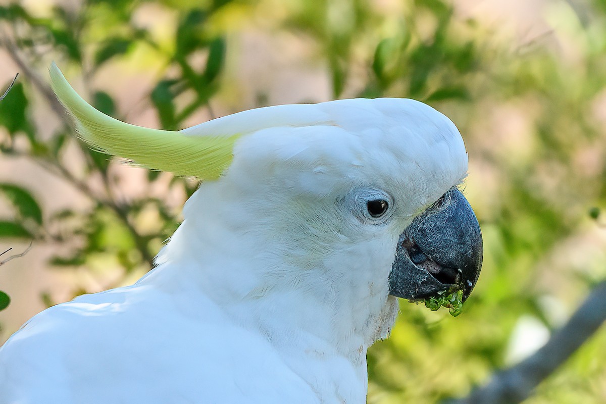 Sulphur-crested Cockatoo - ML417495641