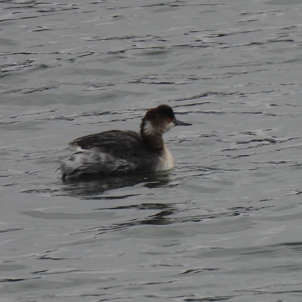 Eared Grebe - ML417497161