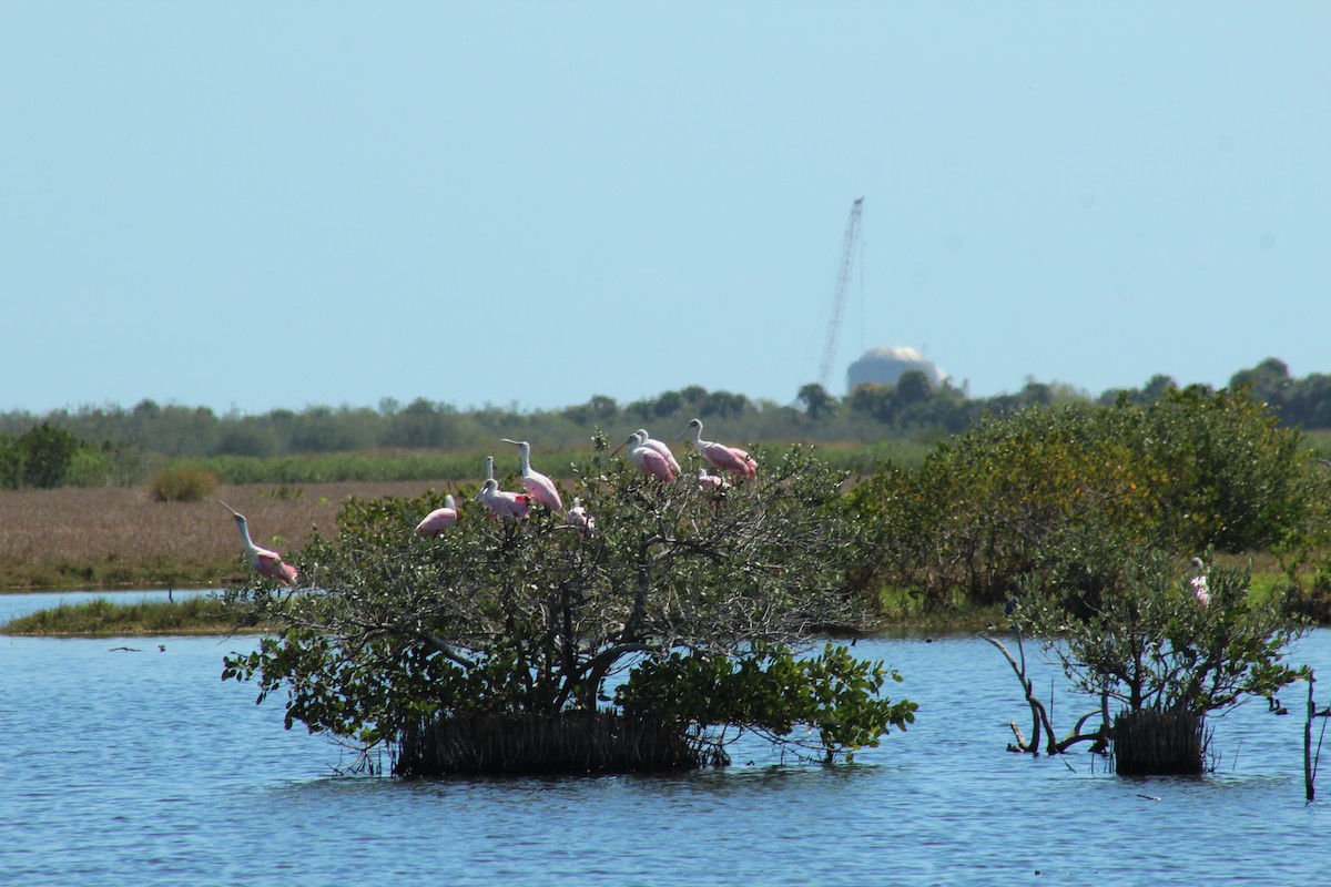 Roseate Spoonbill - Maili Page