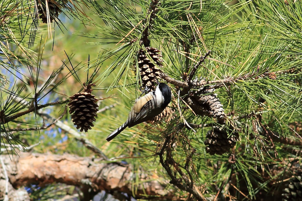 Carolina Chickadee - ML41750001