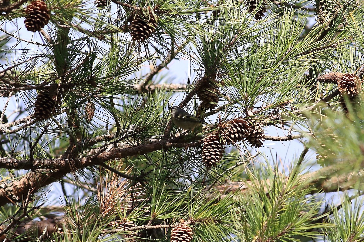 Roitelet à couronne dorée - ML41750041