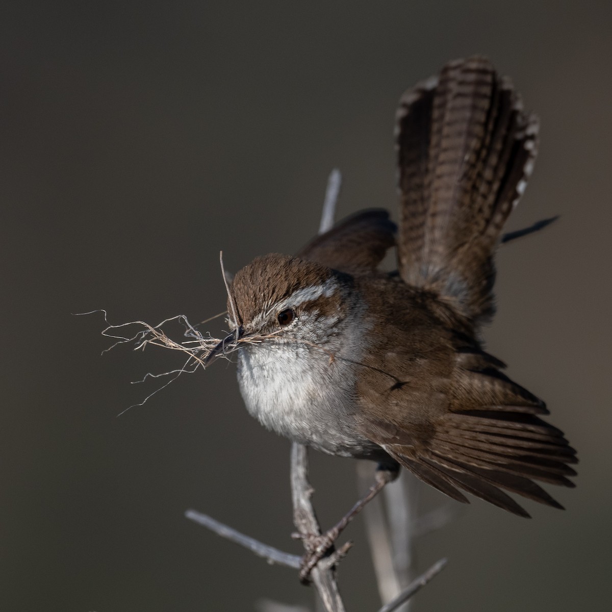 Bewick's Wren - Graham Deese