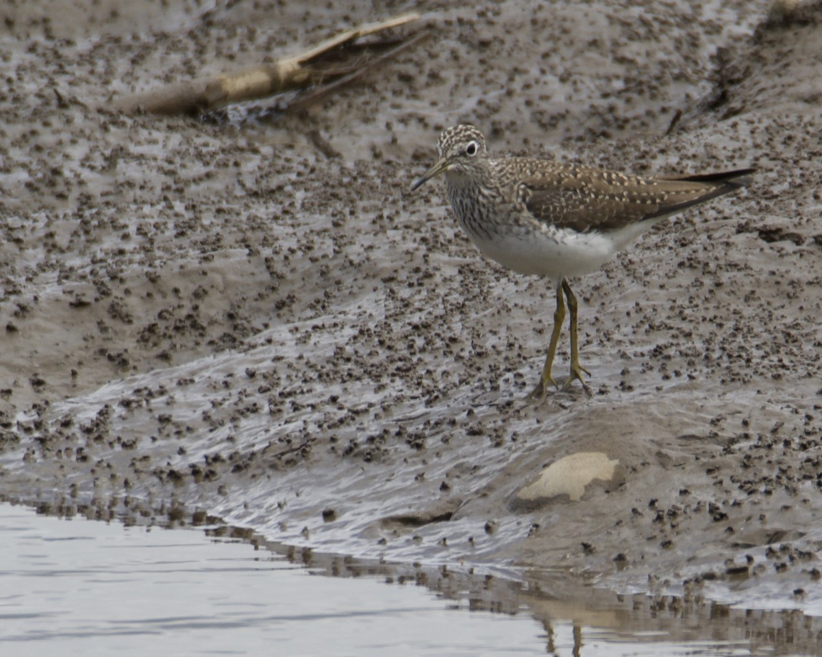 eremittsnipe - ML417501181