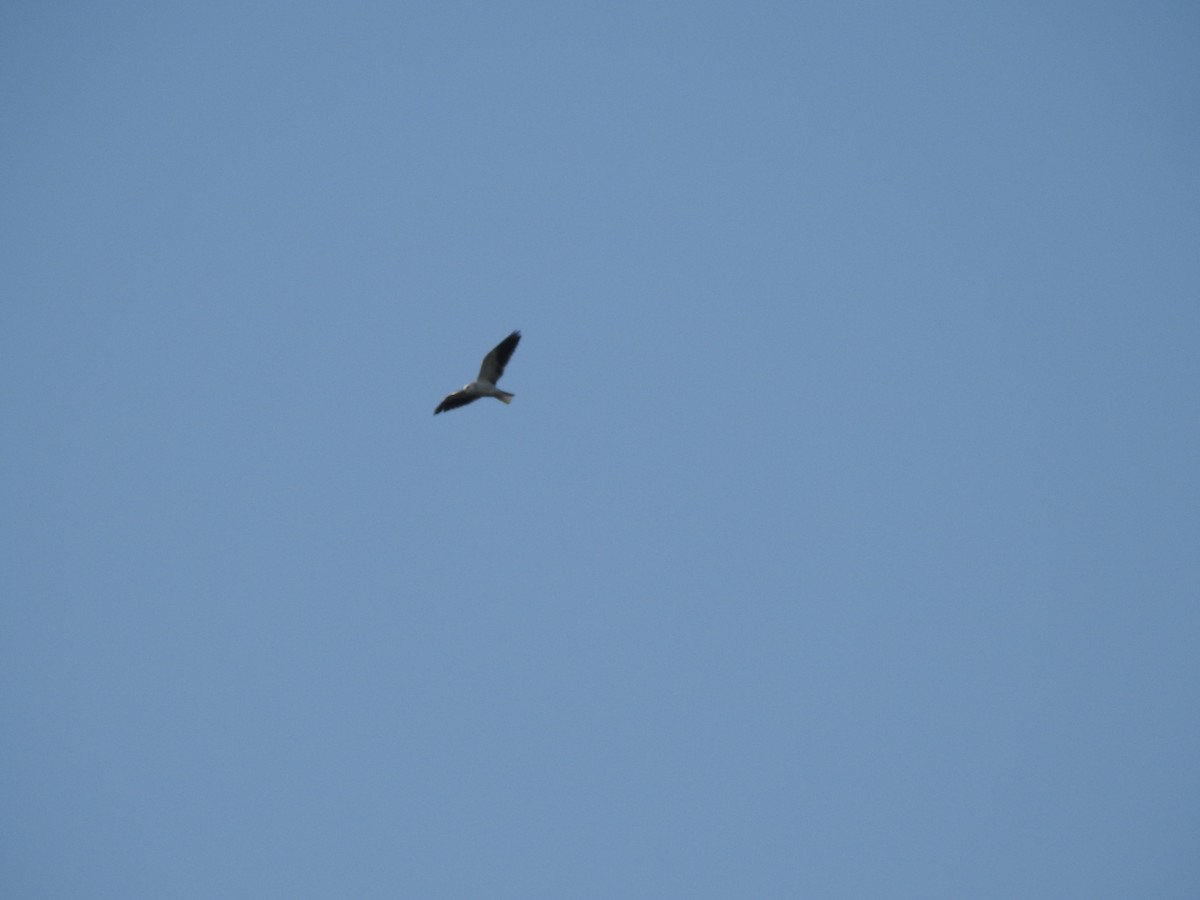 Black-winged Kite - ML417502031