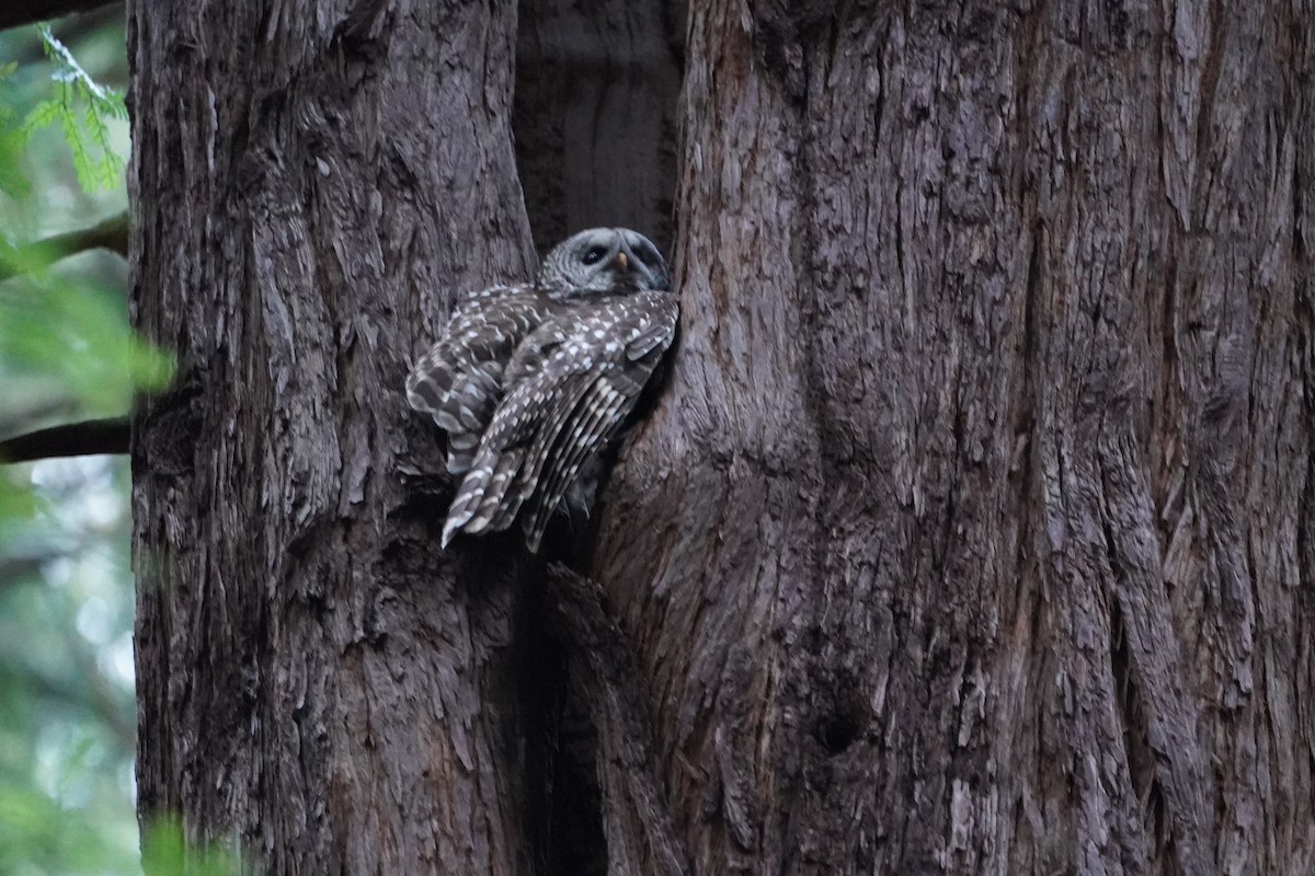 Barred Owl - ML417504241