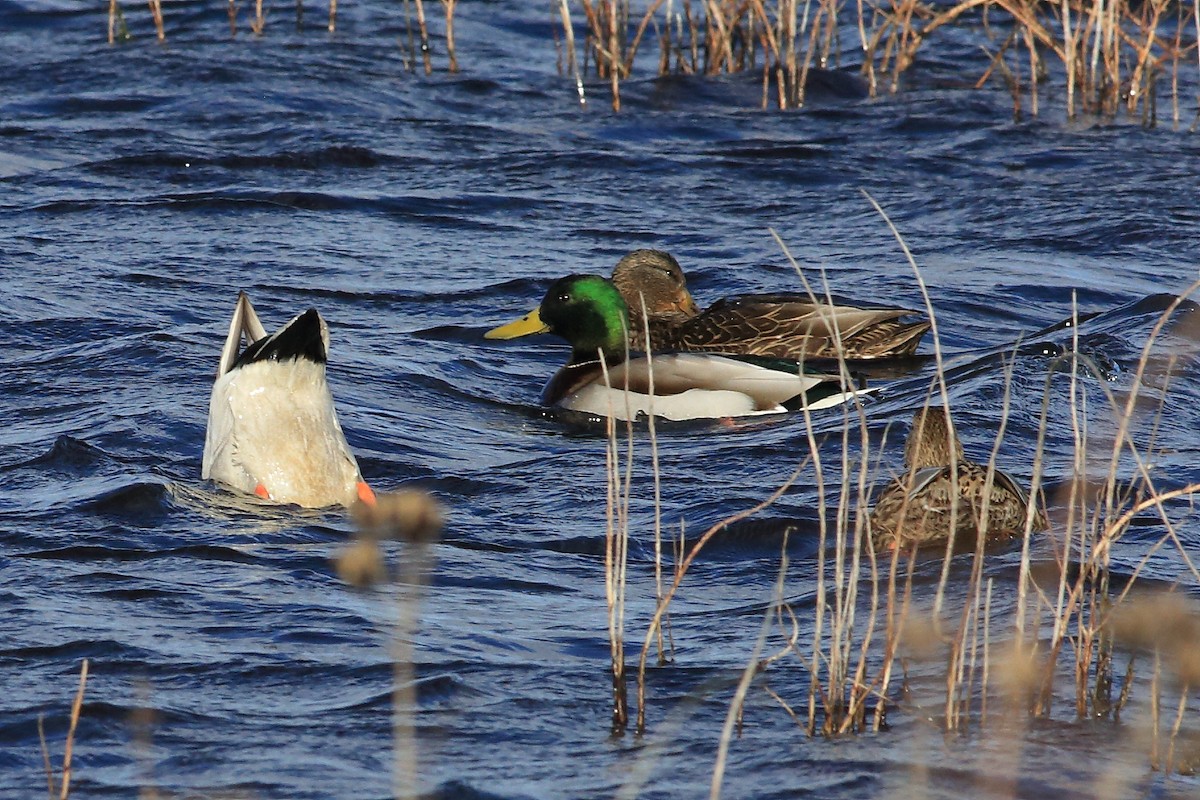 Mallard - West Chester  Bird Club