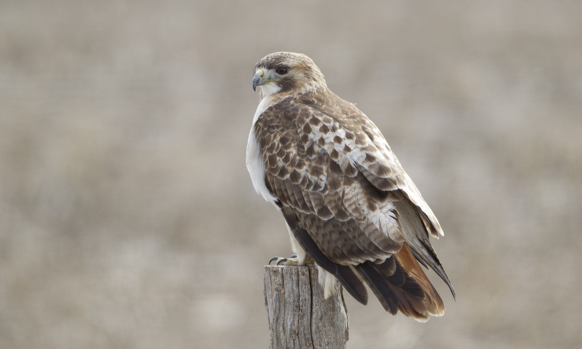 Rotschwanzbussard (borealis) - ML41750521