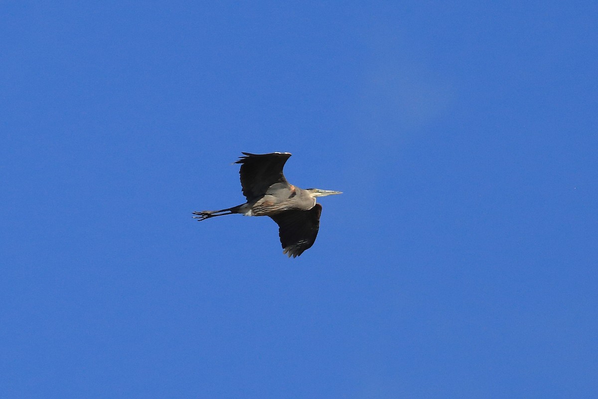 Great Blue Heron - West Chester  Bird Club