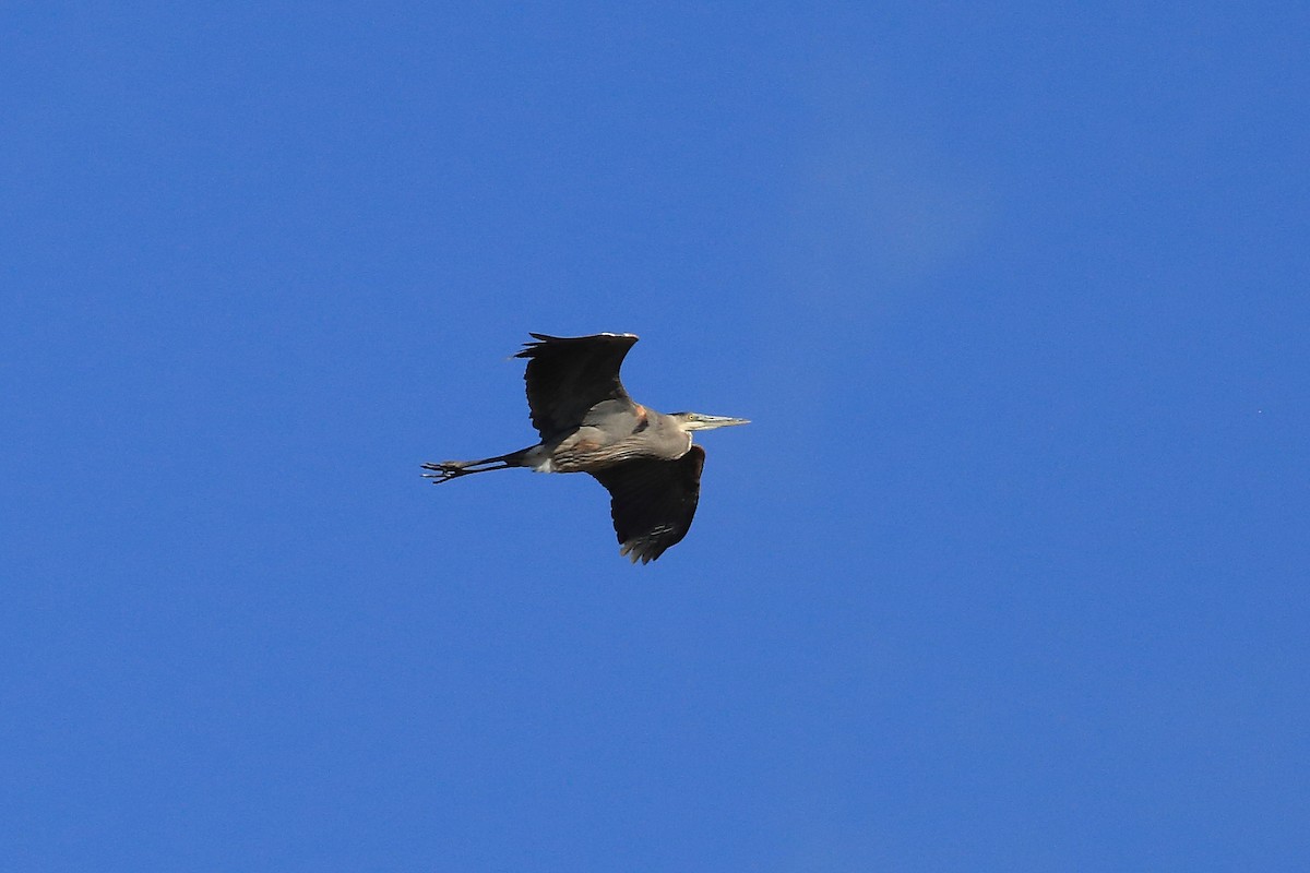 Great Blue Heron - ML41750571