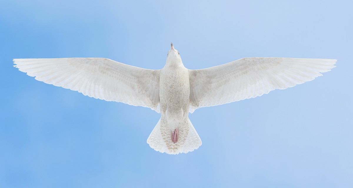 Glaucous Gull - Cesar Ponce