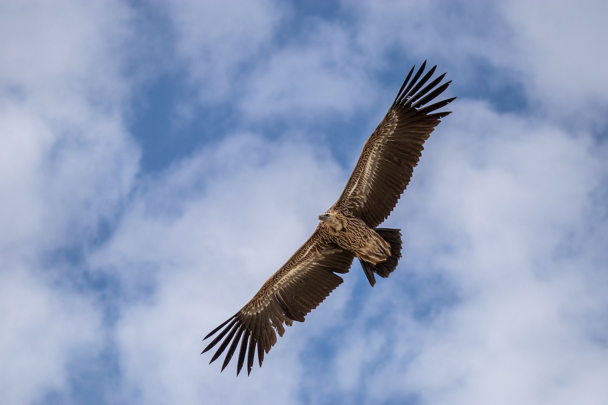 Himalayan Griffon - ML417507061