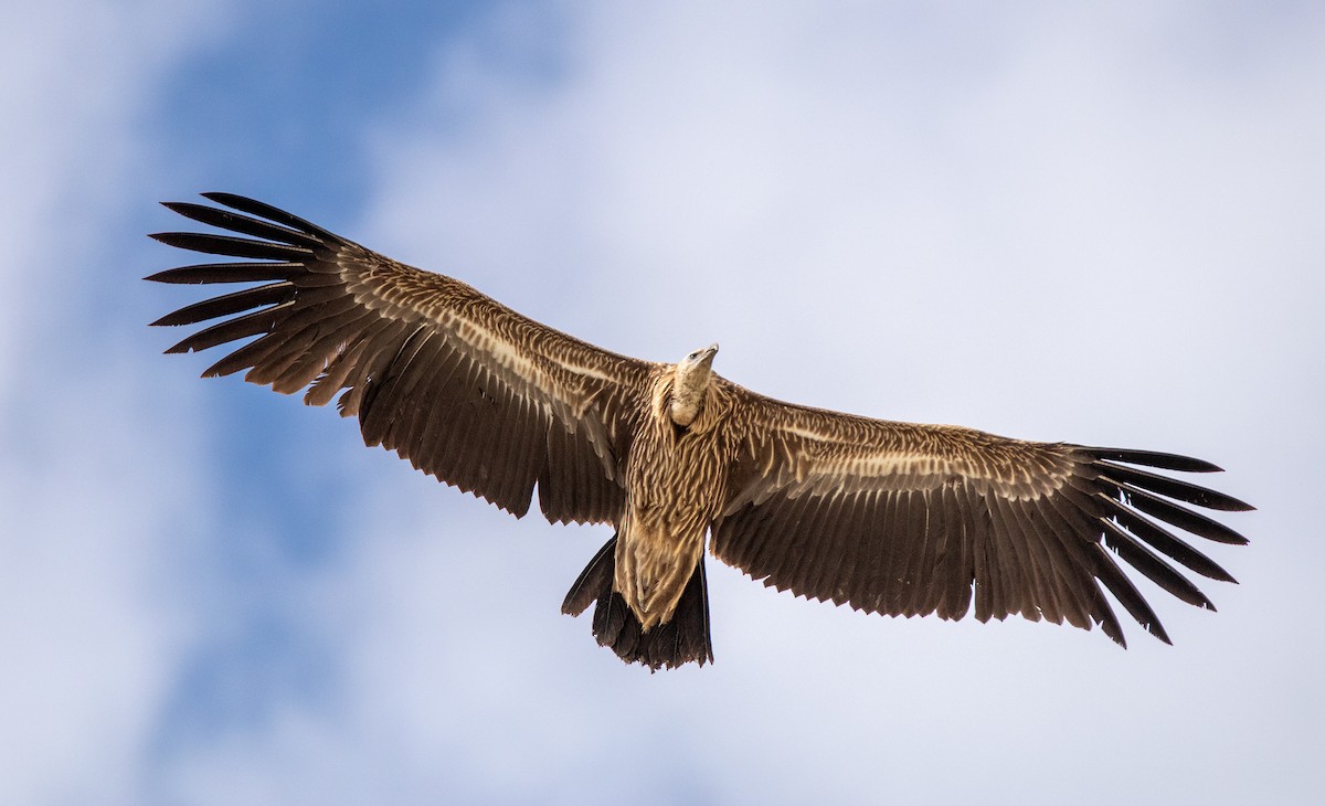 Himalayan Griffon - ML417507071