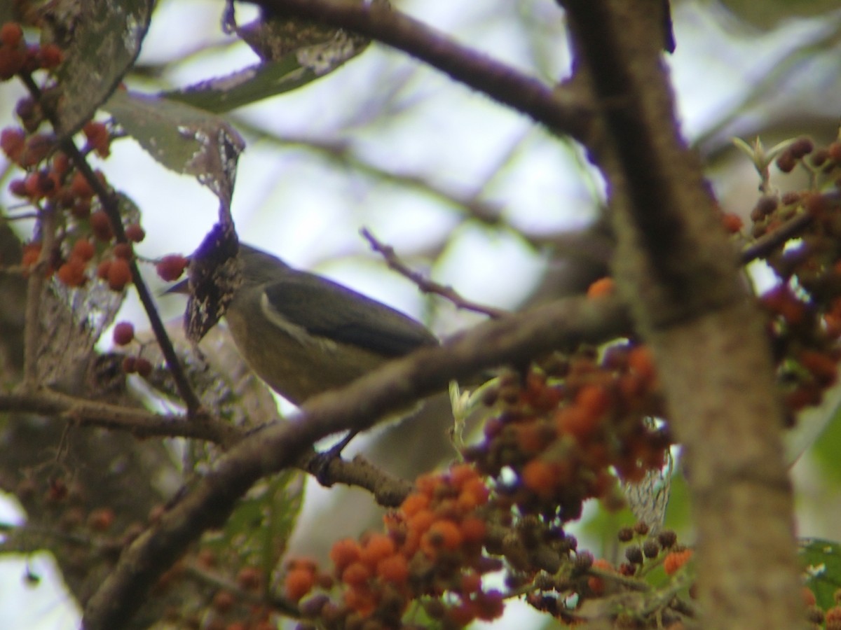 Fire-breasted Flowerpecker - ML417511101