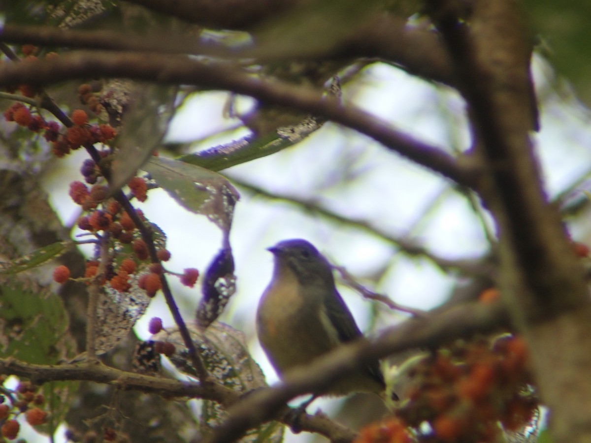 Fire-breasted Flowerpecker - ML417511111