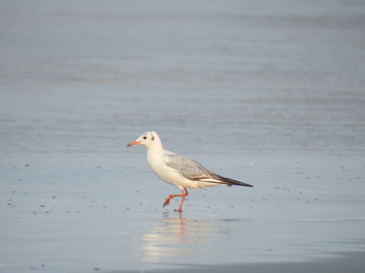 Black-headed Gull - ML417511971
