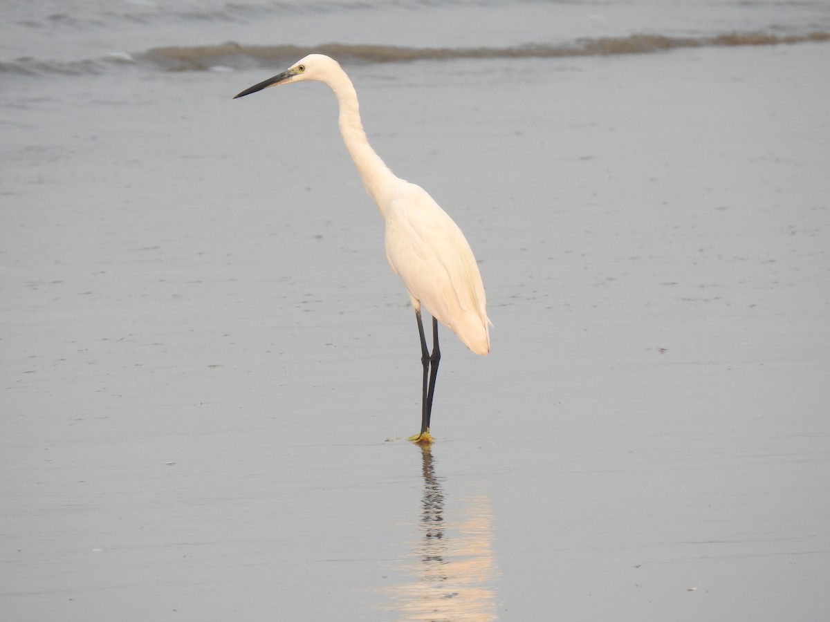 Little Egret - ML417512021