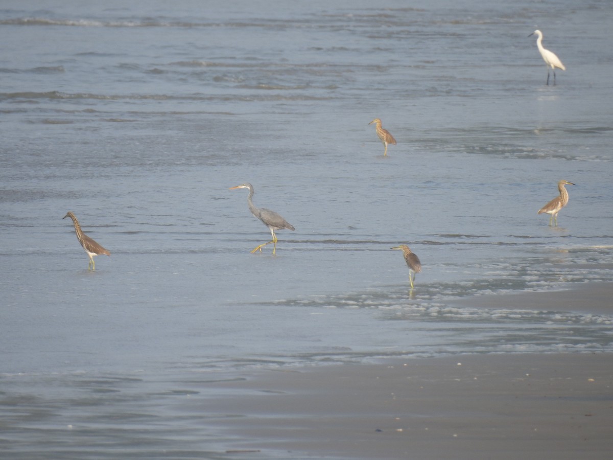Western Reef-Heron - ML417512051