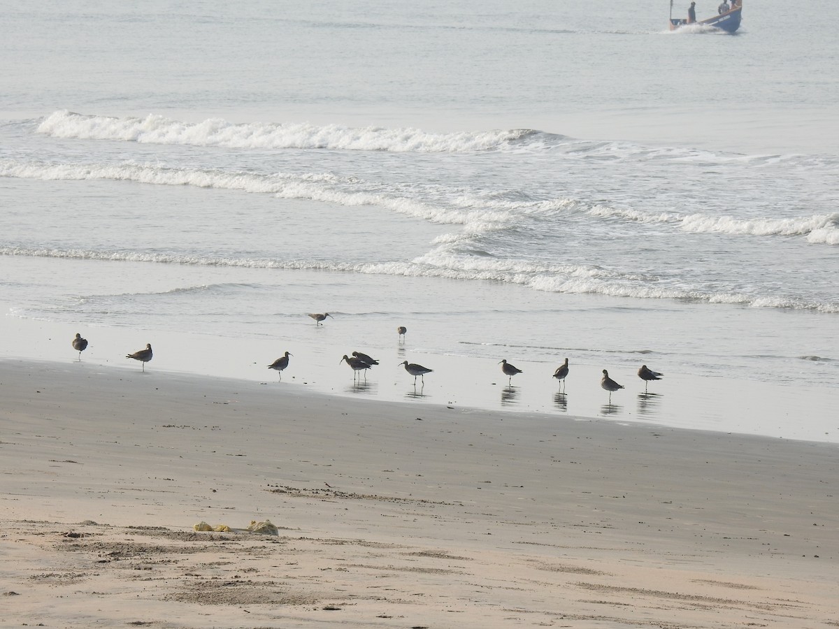 Whimbrel (White-rumped) - ML417512121