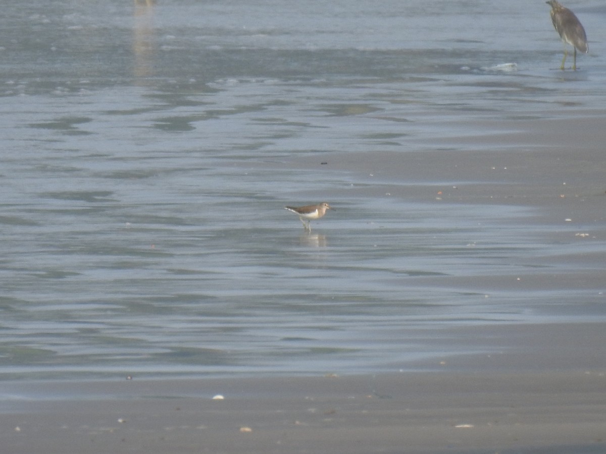Common Sandpiper - ML417512141